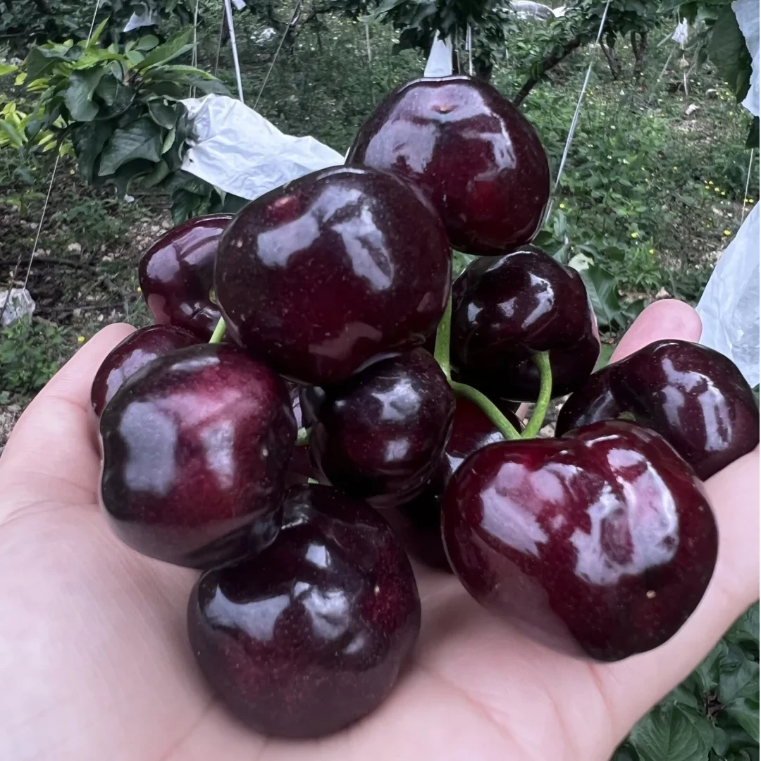 （新品)皇家黎明2-3年苗（粗1-1.5CM左右）纯甜果大车厘子樱桃树苗