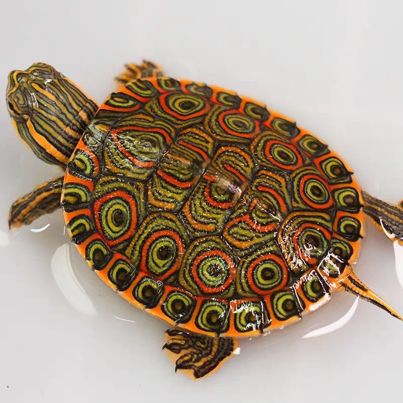 2只甜甜圈龟活体小乌龟随机发不包全品拍开箱视频包一星期风险