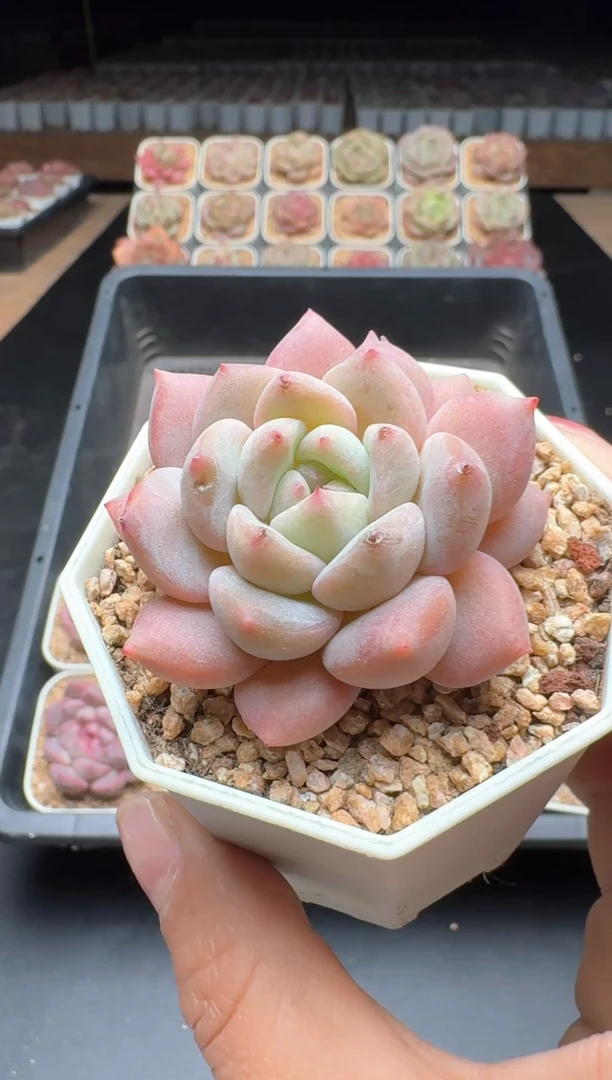 【闪购商品】881号一物一拍珍妮多肉花卉植物3颗起发