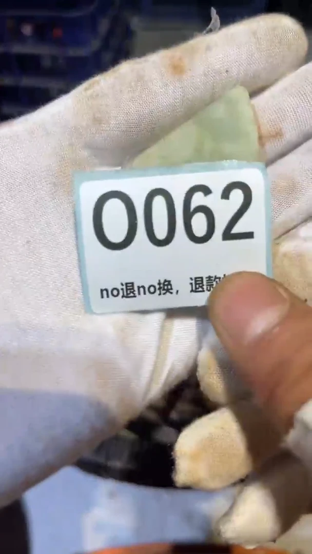 陶瓷杨**…跳跳火爆火爆热卖热卖