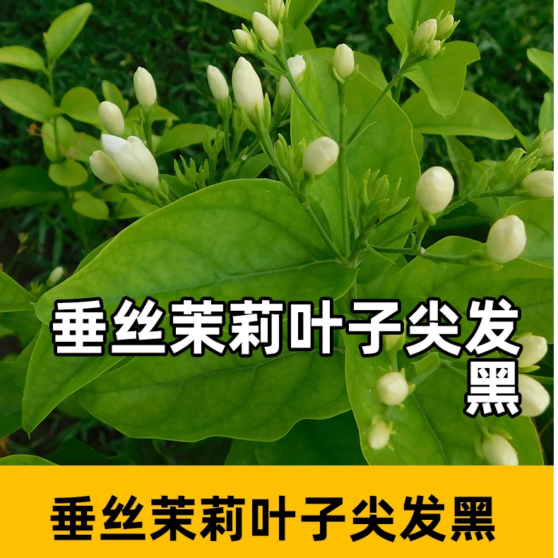 垂丝茉莉叶子尖发黑垂丝茉莉叶子尖发黑怎么办垂丝茉莉营养液