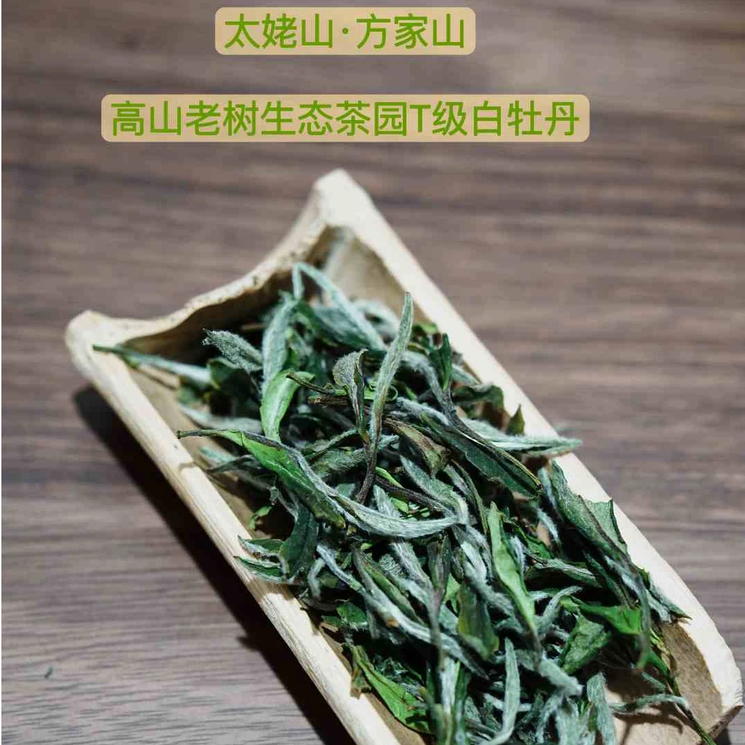 【定制产品】2025年方家山老树生态茶园T级白牡丹500g陈宝振出品