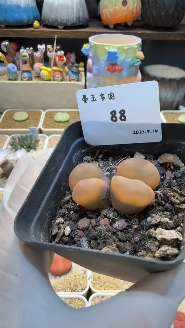 美***河25.9.14-88多肉
