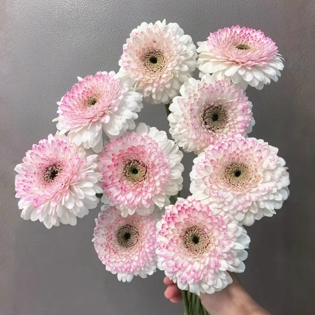 【云舍花卉】【西雅图】非洲菊全场任意满两单及以上鲜花包邮