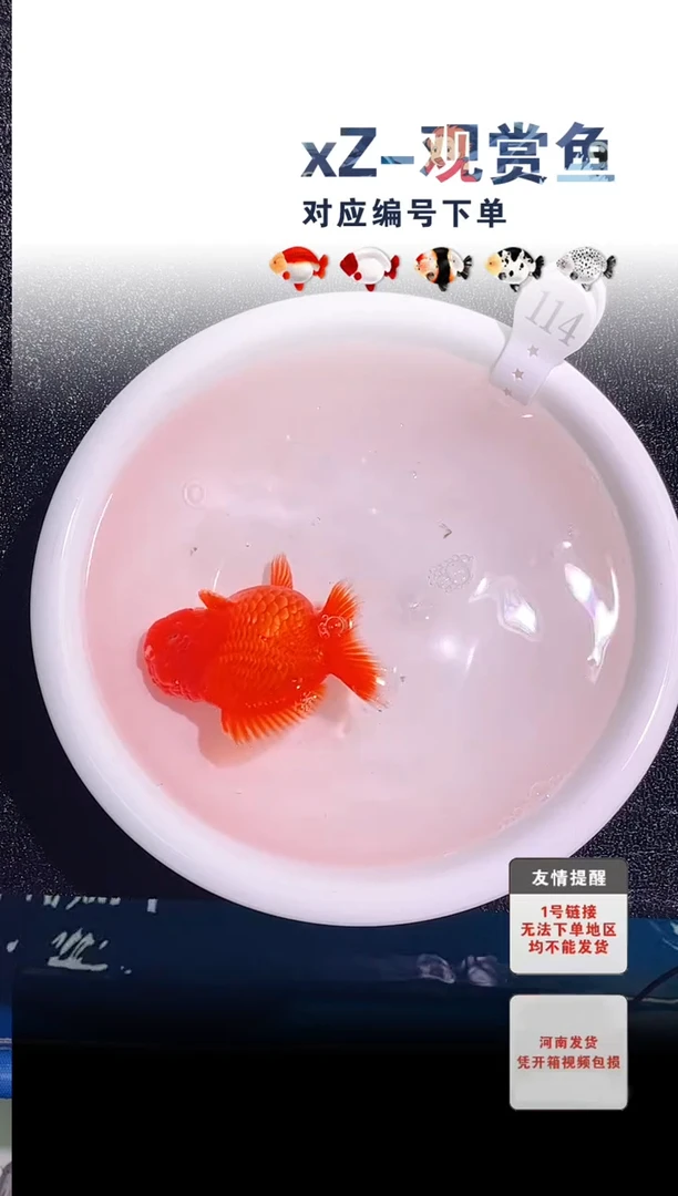金鱼包装必拍未拍顺丰到付114号