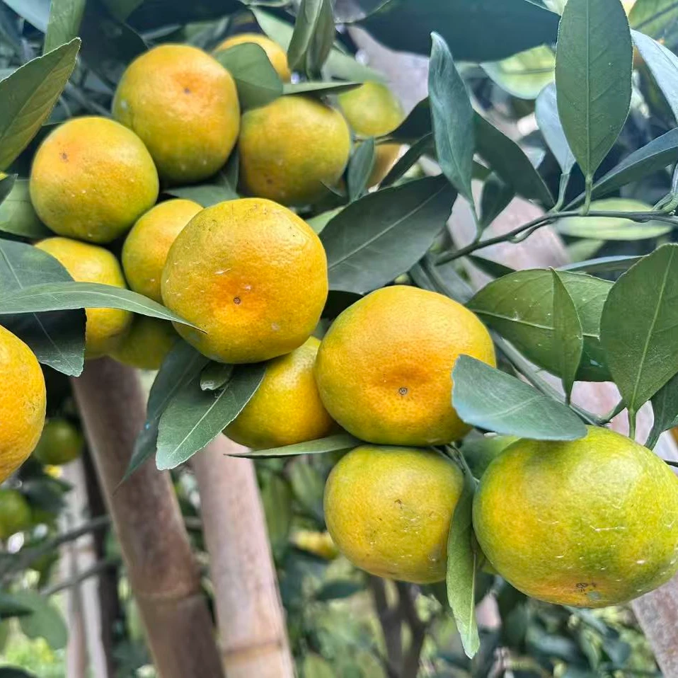 寻乌现摘新鲜多汁橘子应季水果小小果净重4.5-京东发货