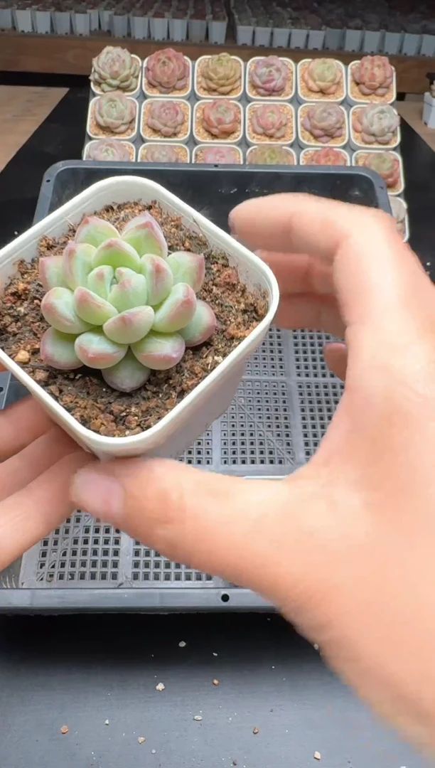 【闪购商品】648E号一物一拍多肉花卉植物3颗起发