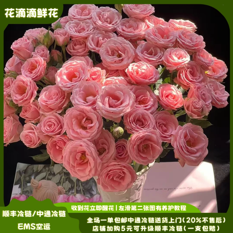 多头玫瑰露露公主，云南鲜花基地直发