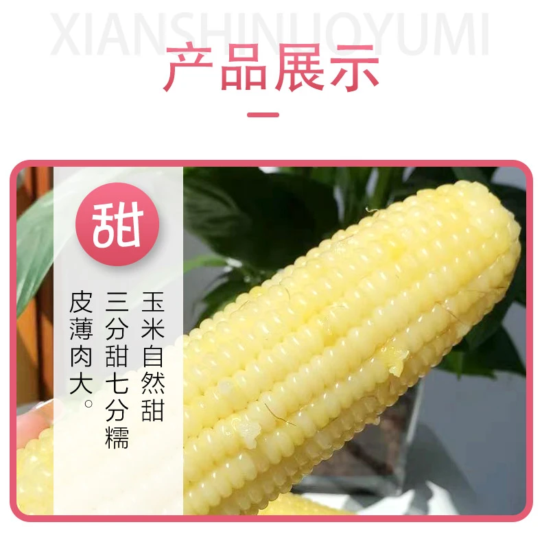 2025年新采白糯玉米 甜粘软糯 早餐代餐  200g*12根
