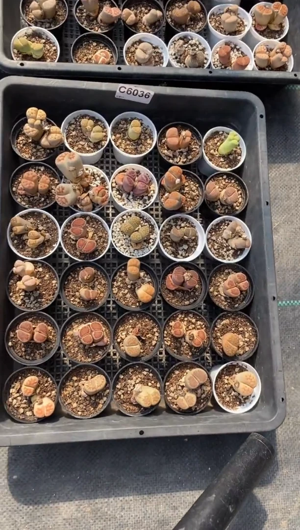 6036直播一物一拍