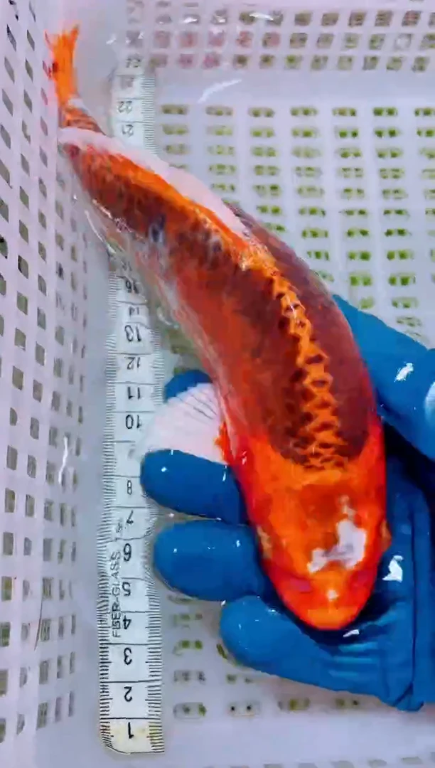 锦鲤血统锦鲤全场包邮11