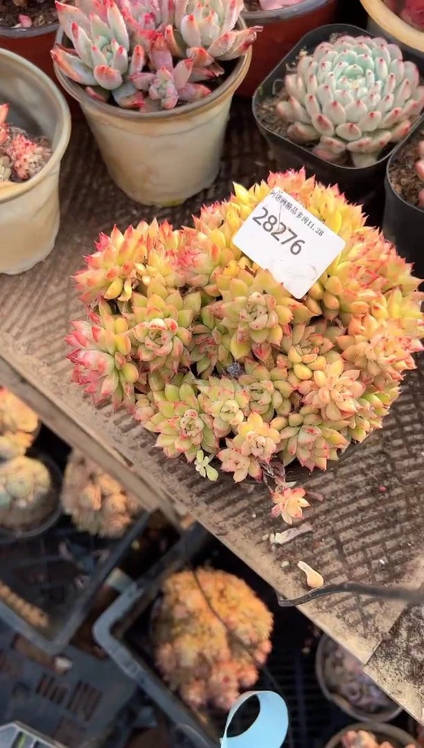 花***宿阿迷洲多肉花卉28276