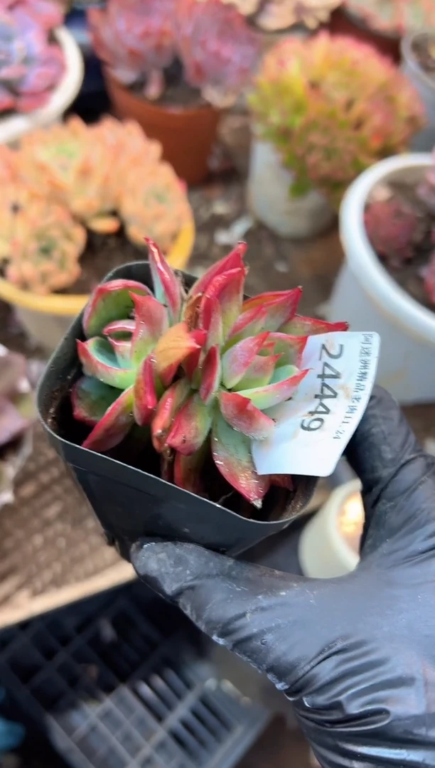 浅*多肉植物一物一拍24449