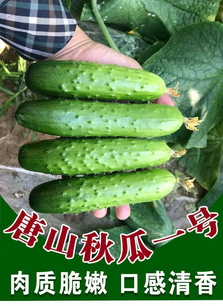 【唐山秋瓜黄瓜种子】黄瓜种子唐山秋瓜籽阳台秋黄瓜蔬菜种子