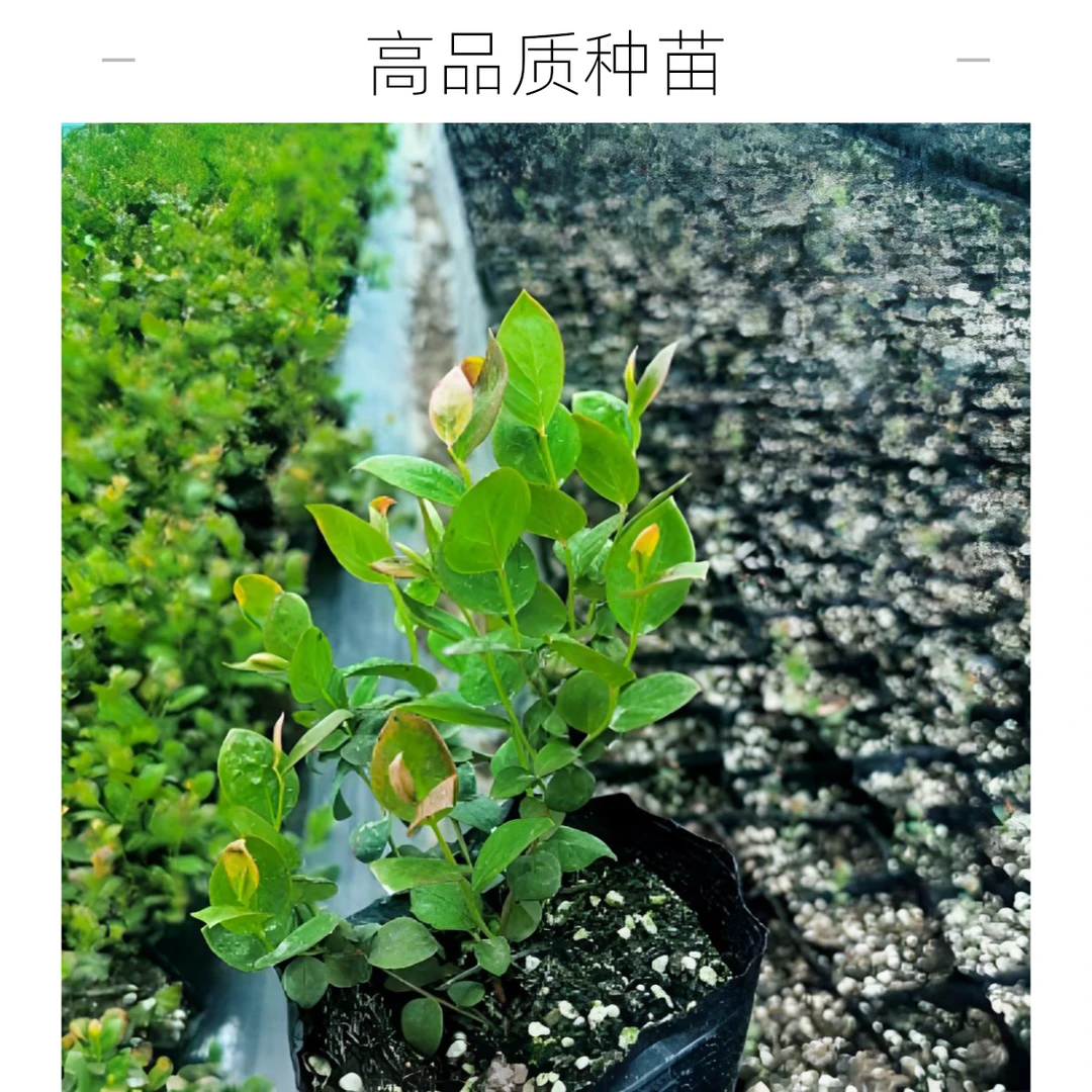 F6丰产之王蓝莓苗脱毒组培对版优质南北皆宜种苗庭院阳台自由果多