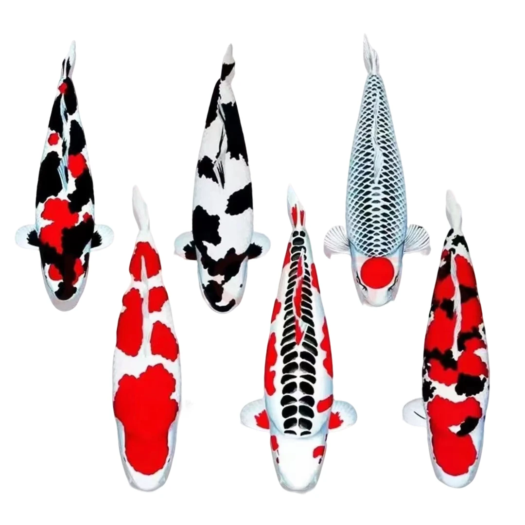 精品锦鲤大鱼纯种冷水观赏鱼红白三色大正昭和丹顶德系龙