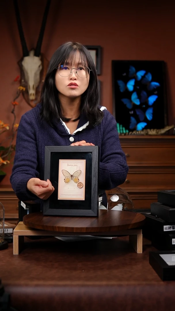 黄晶眼蝶真蝴蝶标本常规品