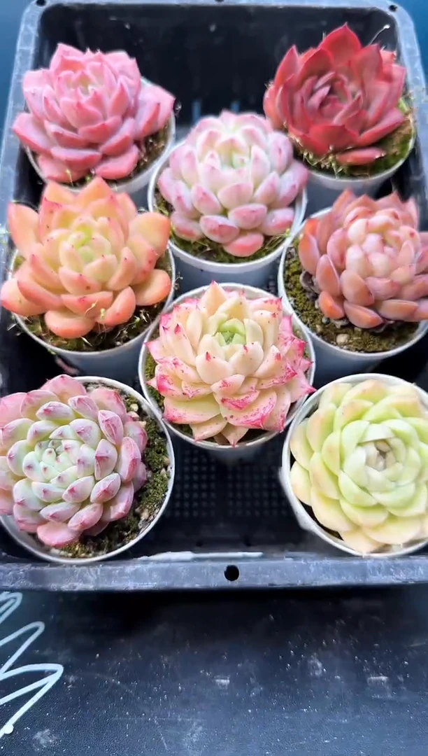 3  724  多肉 8  颗