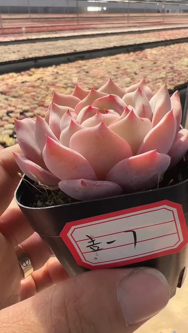 【闪购商品】吉光梦-7