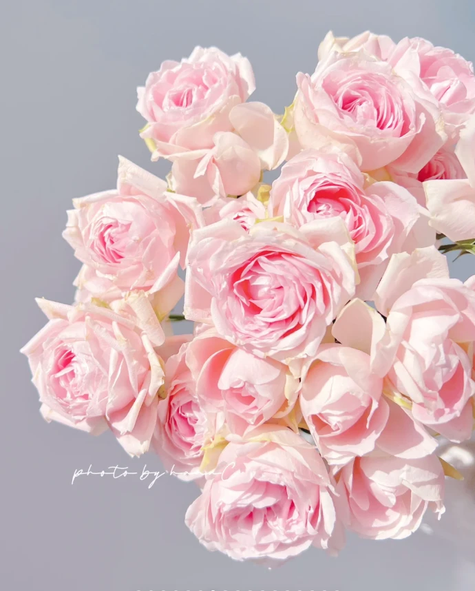 【酿植玫瑰】酒酿小丸子 任拍三单顺丰空运包邮鲜切花家居花店插花