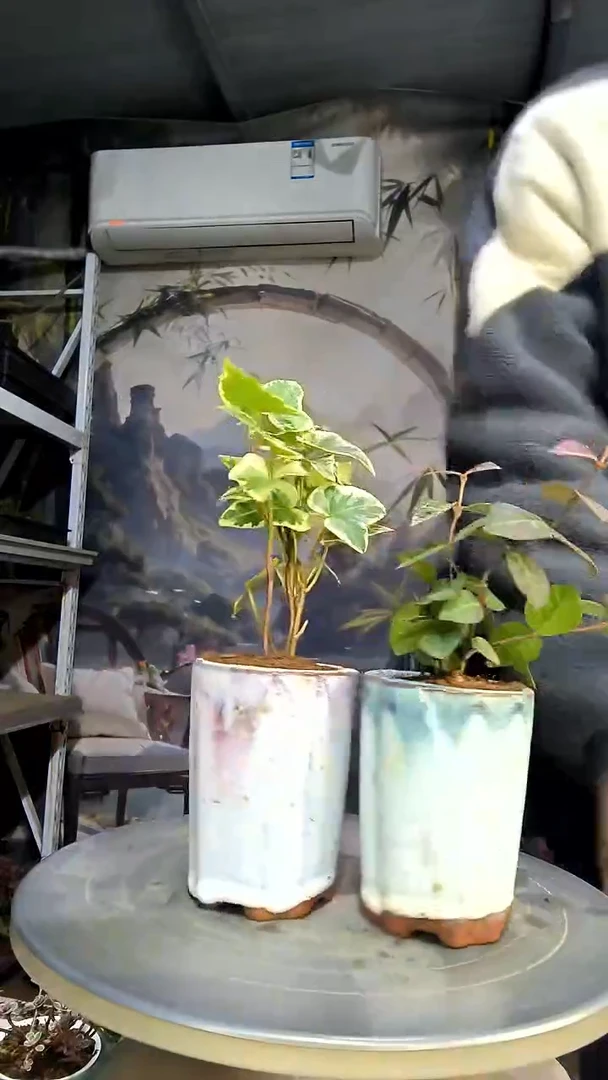 李*中青园艺一物一拍花294