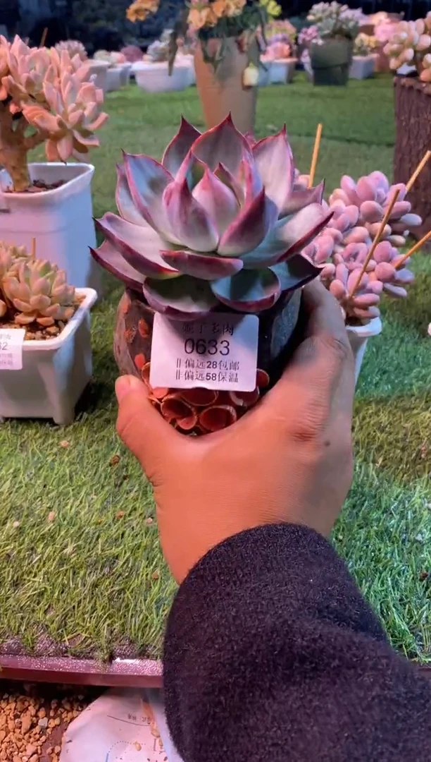 0633aa（满28包邮发货）