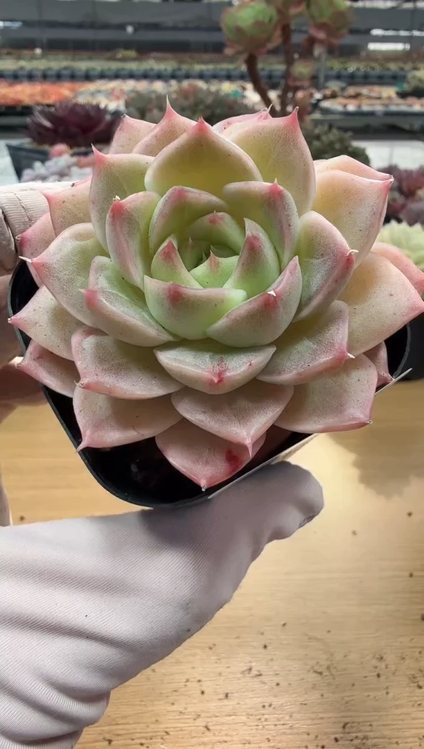 东云多肉园二店-113