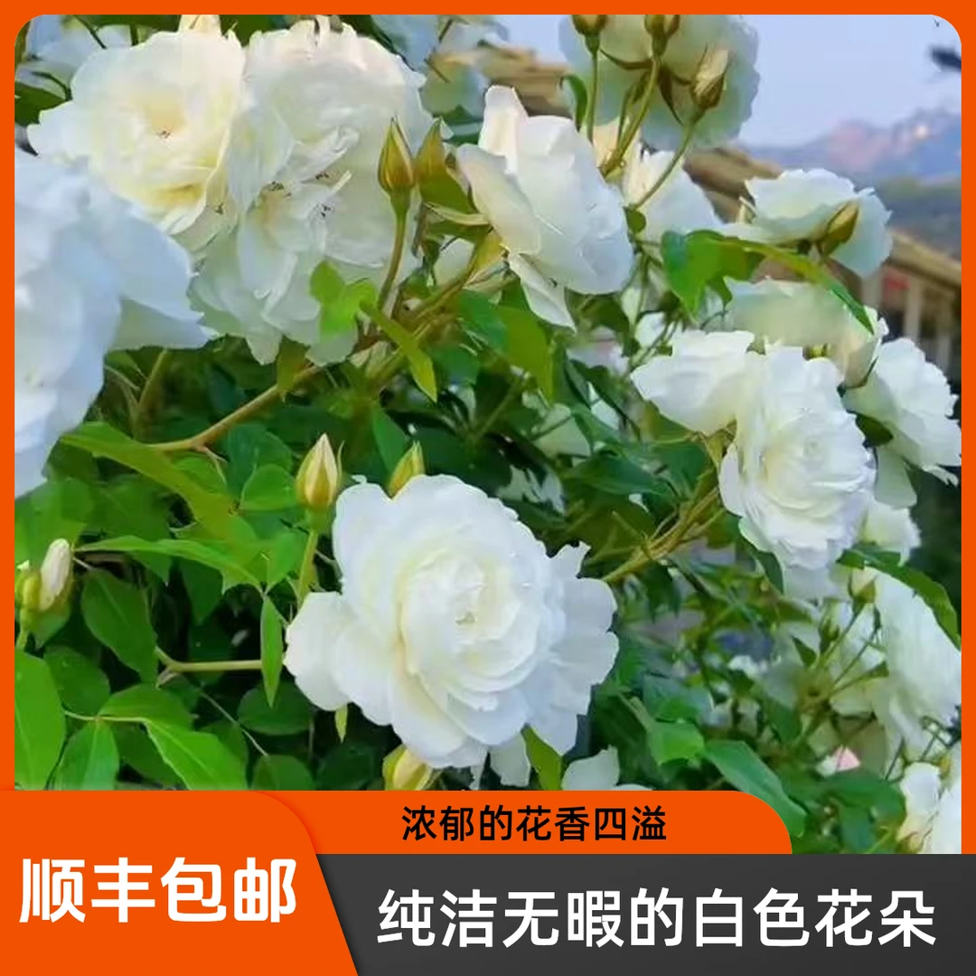 【顺丰包邮】【藤冰山】爬藤大苗藤本四季开花阳台庭院月季