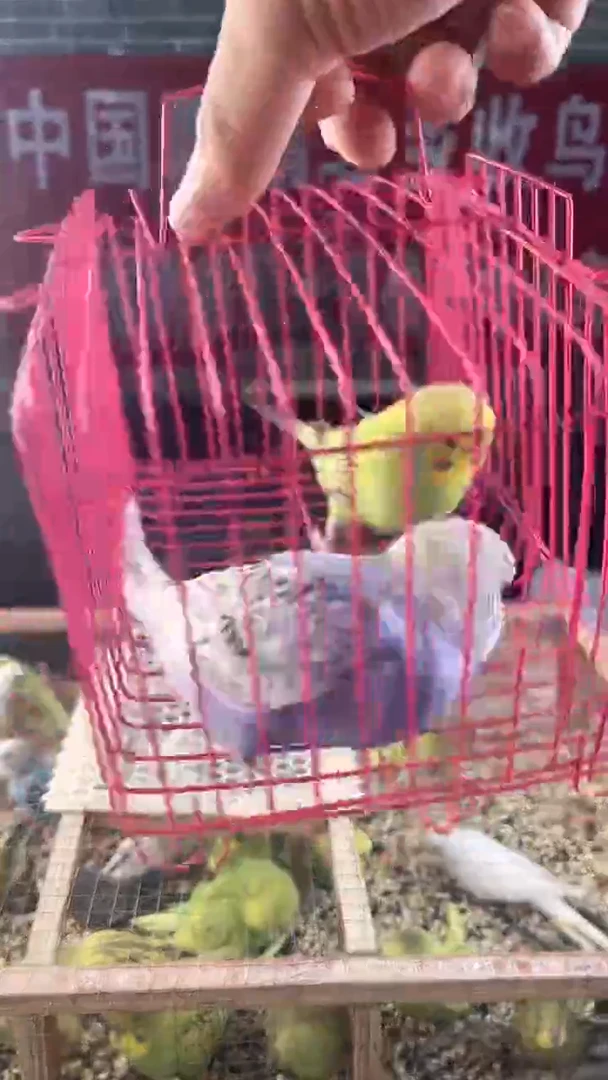 虎皮鹦鹉虎皮鹦鹉