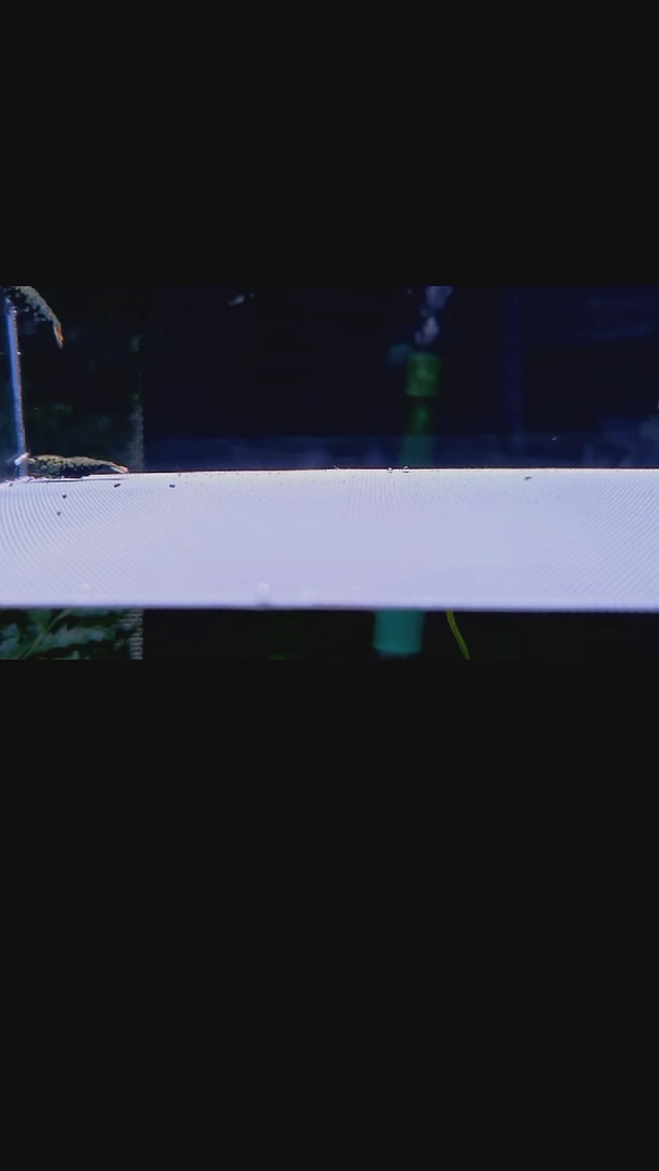 水晶虾水晶虾黑银河一公一母