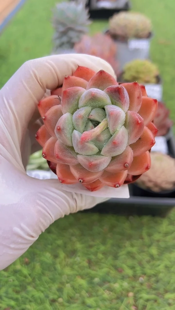 【闪购商品】信福多肉一物一拍