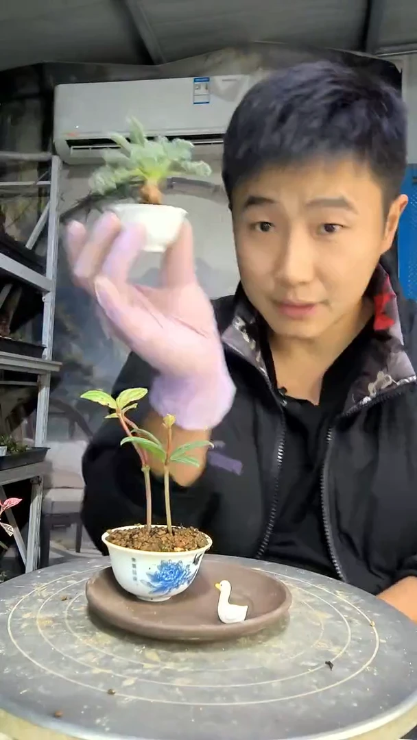 笑*微中青园艺一物一拍花118