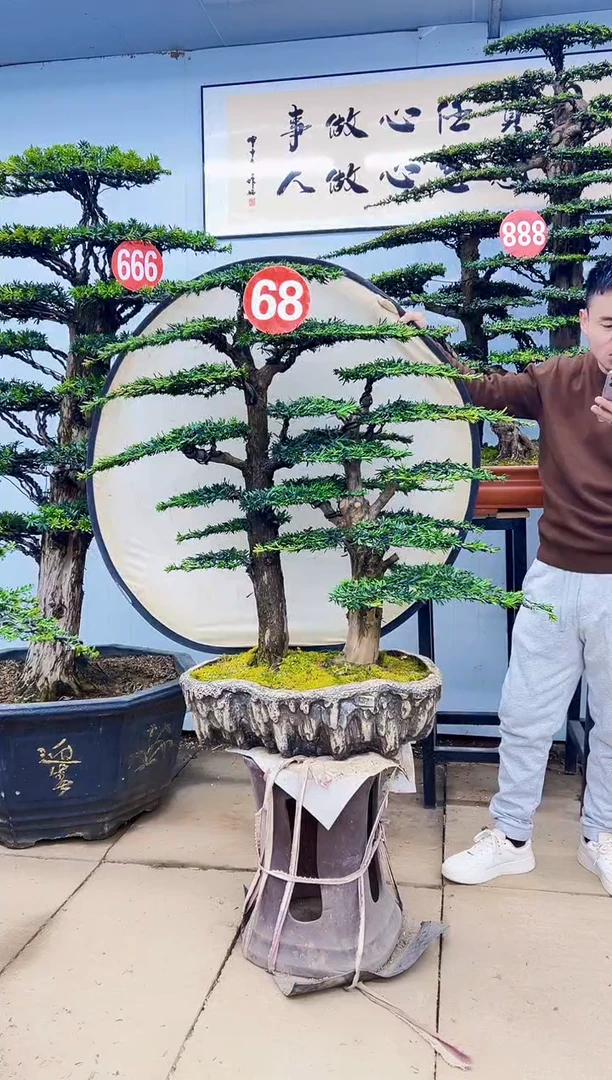 无花朵00000000000000000000000