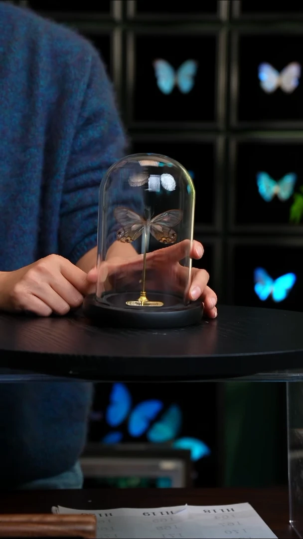 黄晶眼蝶小号玻璃罩