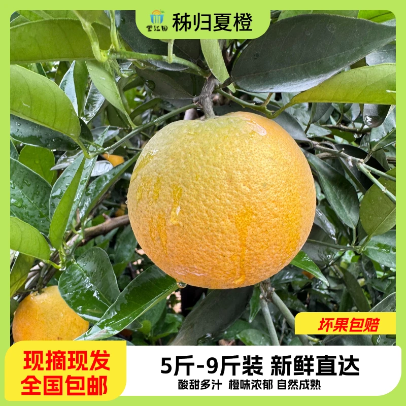 【望江园】湖北秭归夏橙现摘现发皮薄多汁酸甜可口产地直发当季水果