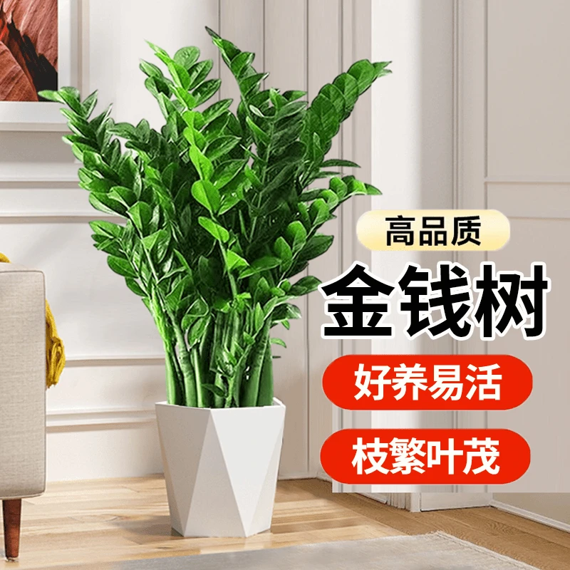 （基地直发）70-85公分老庄大苗金钱树老庄 金钱树室内好养易活绿植
