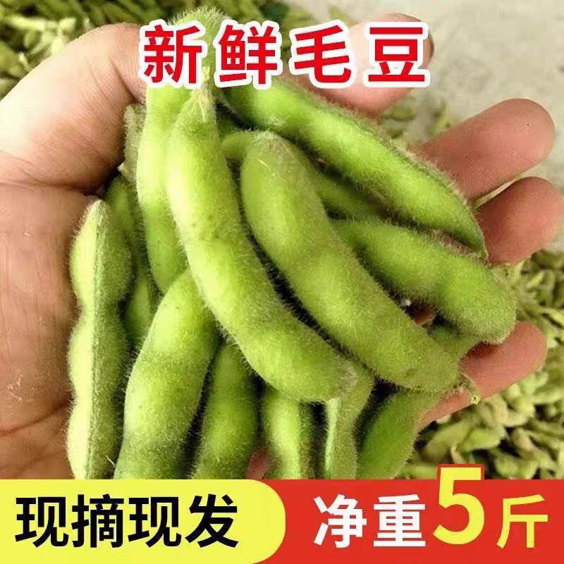 新鲜带壳毛豆现摘现发鲜嫩特大新鲜毛豆农家自种蔬菜