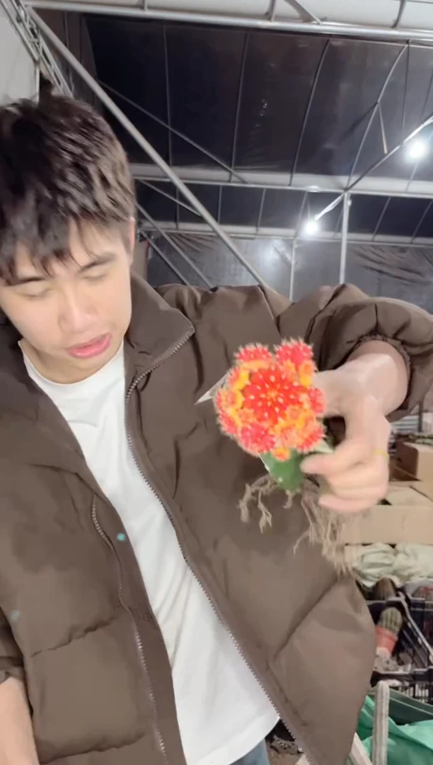 【闪购商品】2颗 红牡丹自然锦【嫁接】