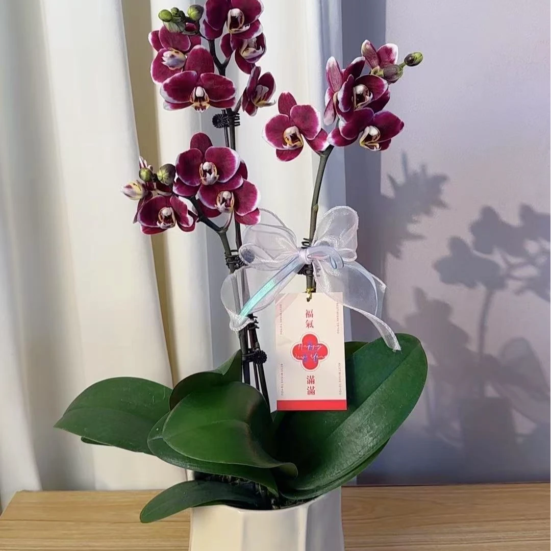 简香《巧克力》鲜花高端蝴蝶兰艺术组盆鲜花摆设送礼高端花卉