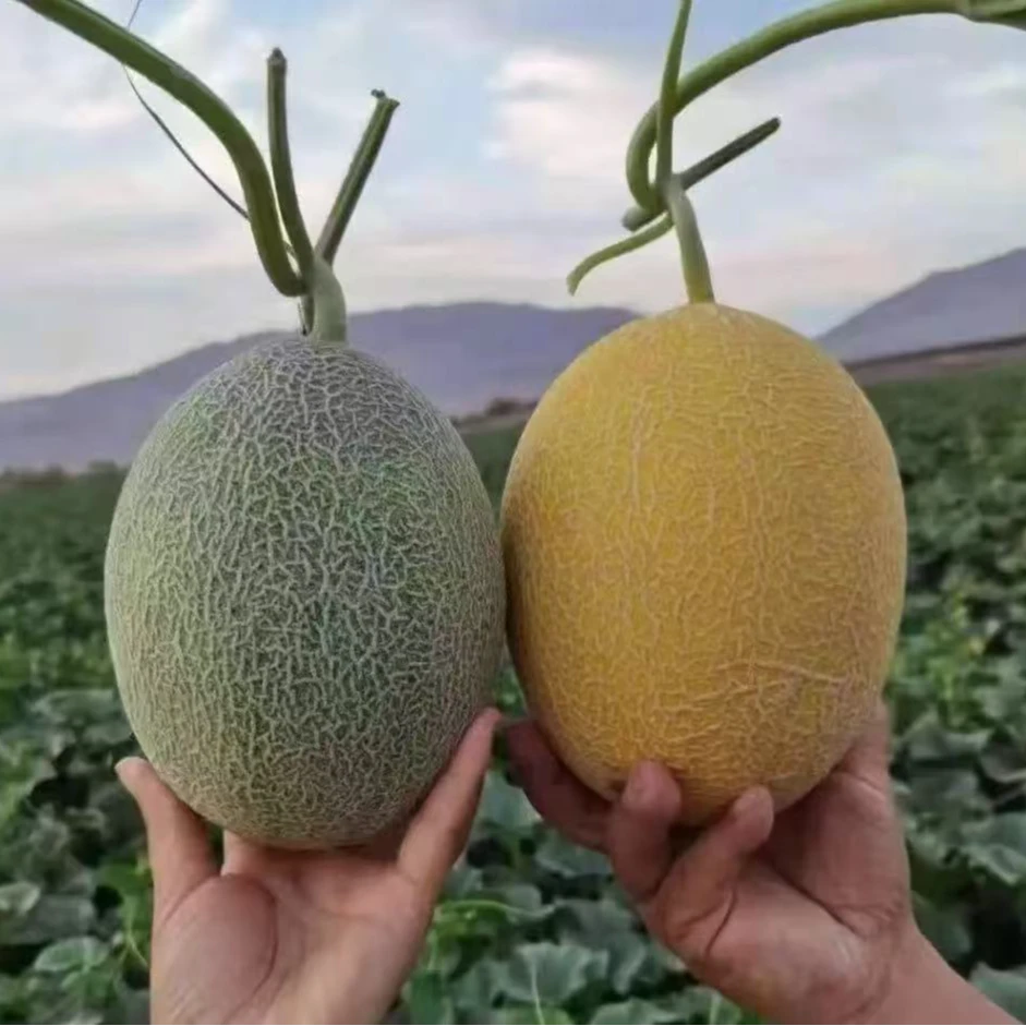 【土豪双拼】海南晓密哈密瓜25号海沙地哈密瓜+金色年华产地直发