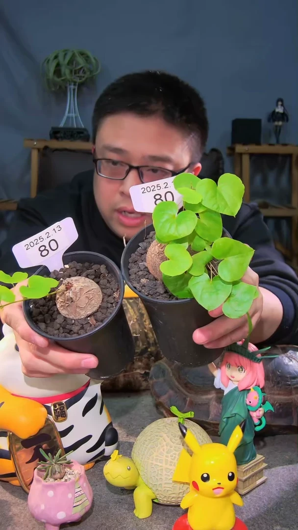 【闪购商品】南非龟甲龙2.13.80