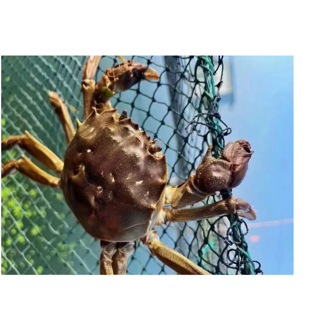 [活蟹]江苏河蟹公蟹2丶7-3丶0两 8只装 京东顺丰包邮