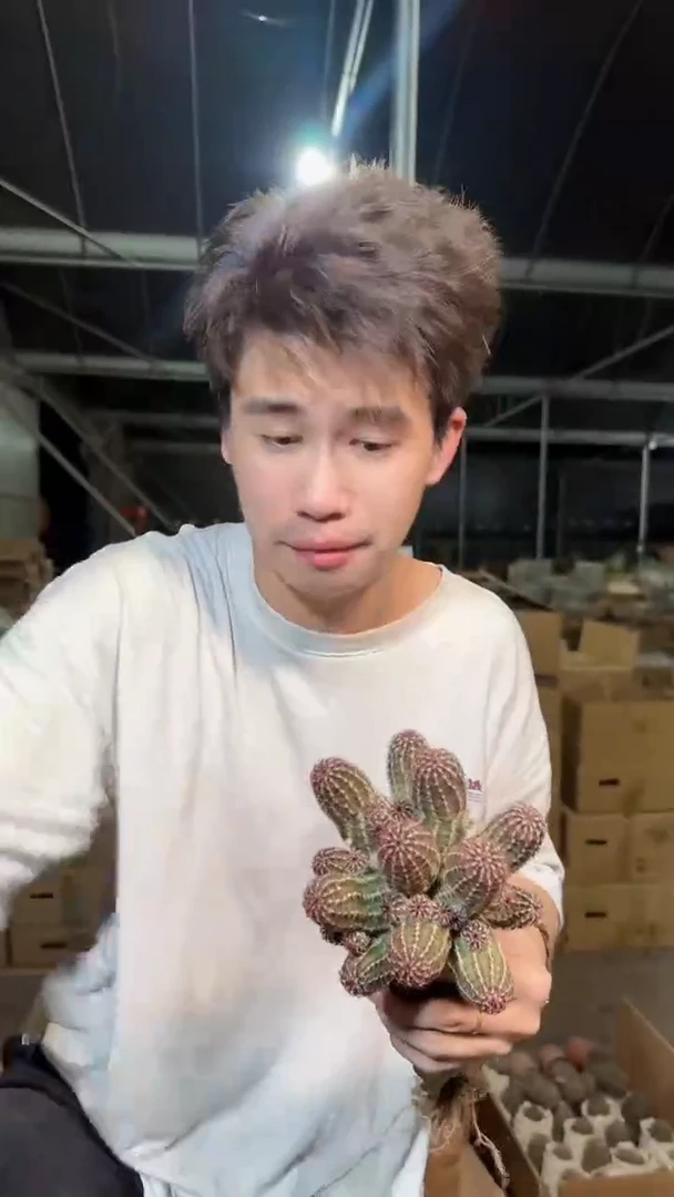 多头 青花虾【嫁接】