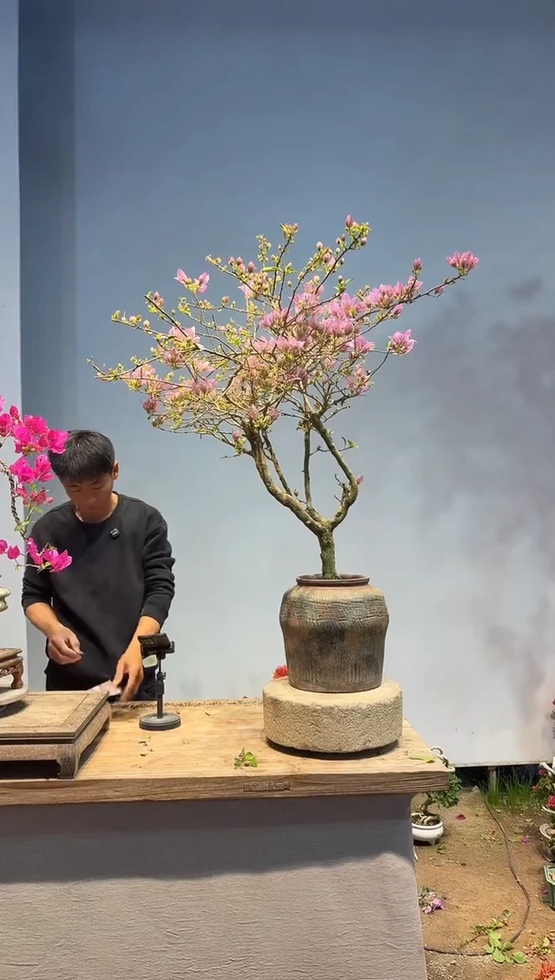 以实际为准三角梅66