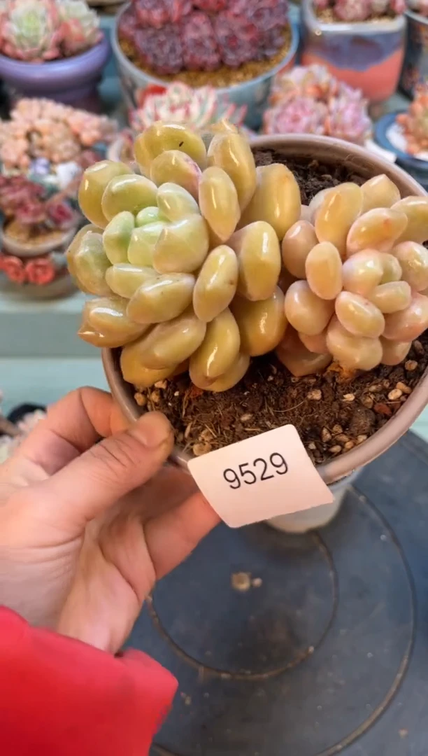 這***苦9529双头冰橙多肉