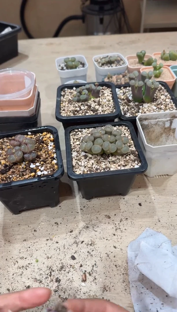 开****x25-202多肉植物肉锥