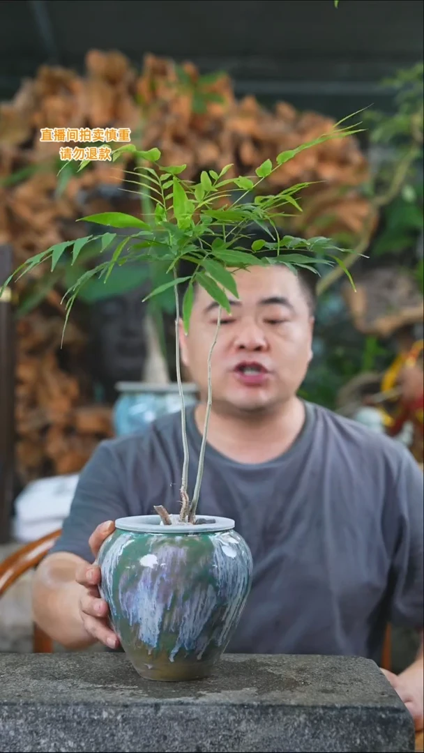 完全开放菩提297+