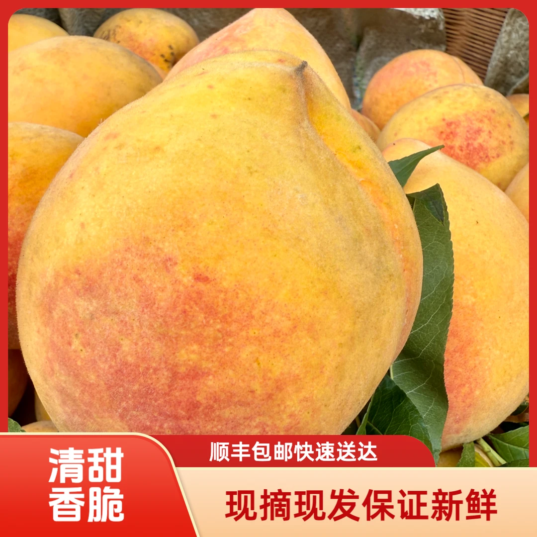 湖南沅陵高山黄桃10斤装现摘现发顺丰包邮农家自种精选优果