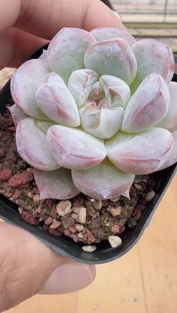 东云多肉园新款-62