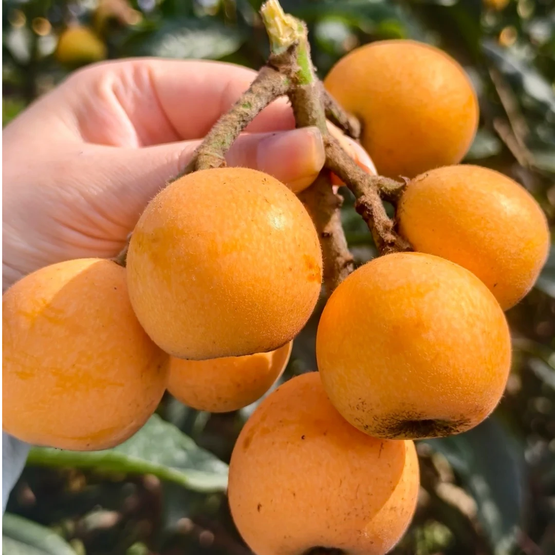 种个大五星嫁接苗南北方均可栽种四季常青